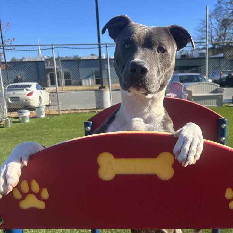 Enlarge Bobby, a Adoptable Pit Bull Terrier in Chattanooga, TN image 5/6