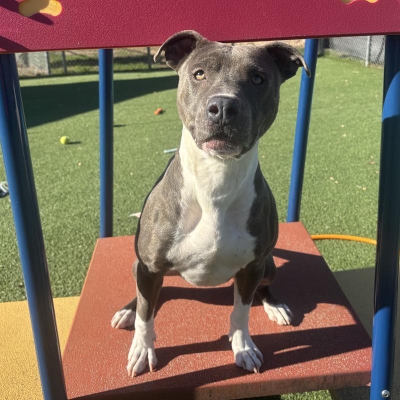 Enlarge Bobby, a Adoptable Pit Bull Terrier in Chattanooga, TN image 6/6