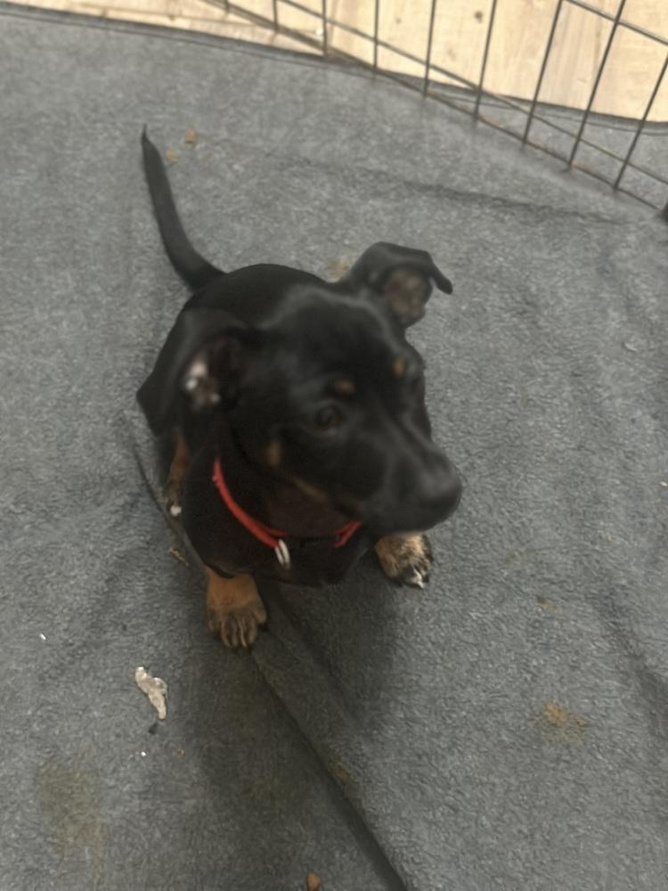 NOVA, Adoptable, Puppy Male Miniature Pinscher & Poodle.