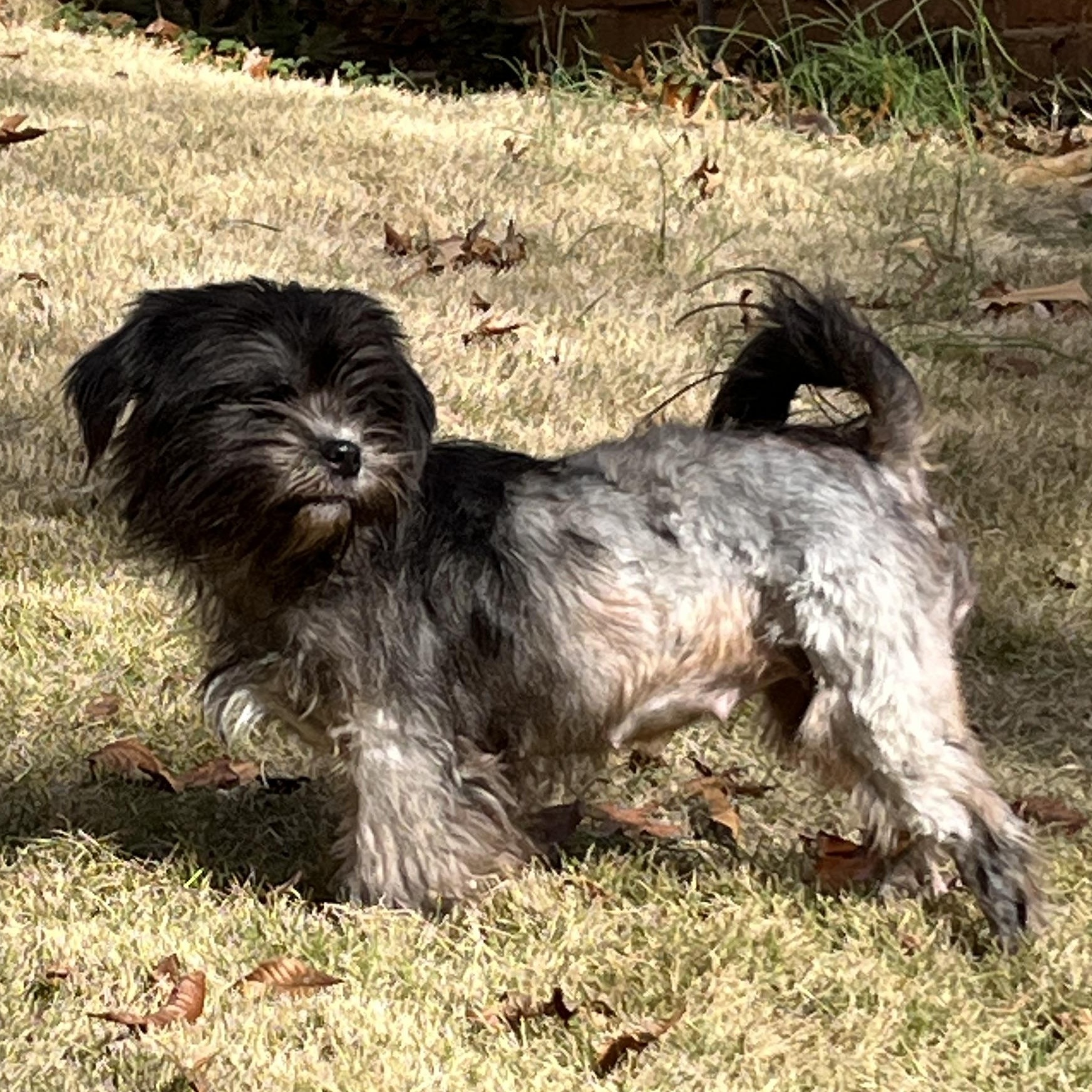 Ivy, a Adoptable mixed breed in Monroeville , PA image 3/3