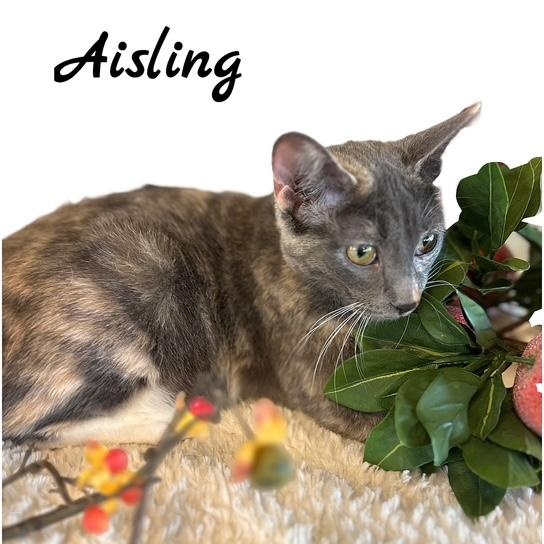 Enlarge Aisling, a Adoptable mixed breed in Tulsa, OK image 5/5
