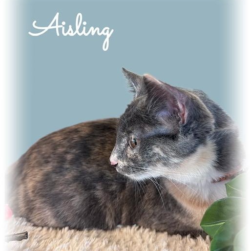 Enlarge Aisling, a Adoptable mixed breed in Tulsa, OK image 2/5