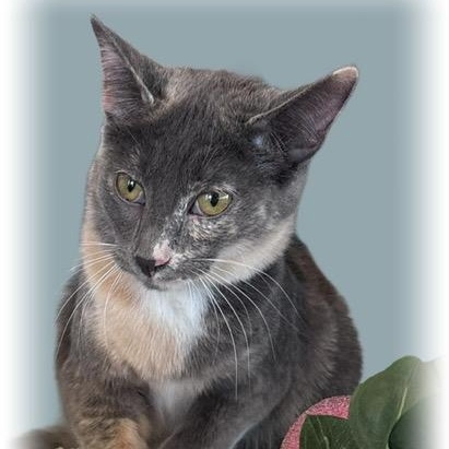 Enlarge Aisling, a Adoptable mixed breed in Tulsa, OK image 4/5