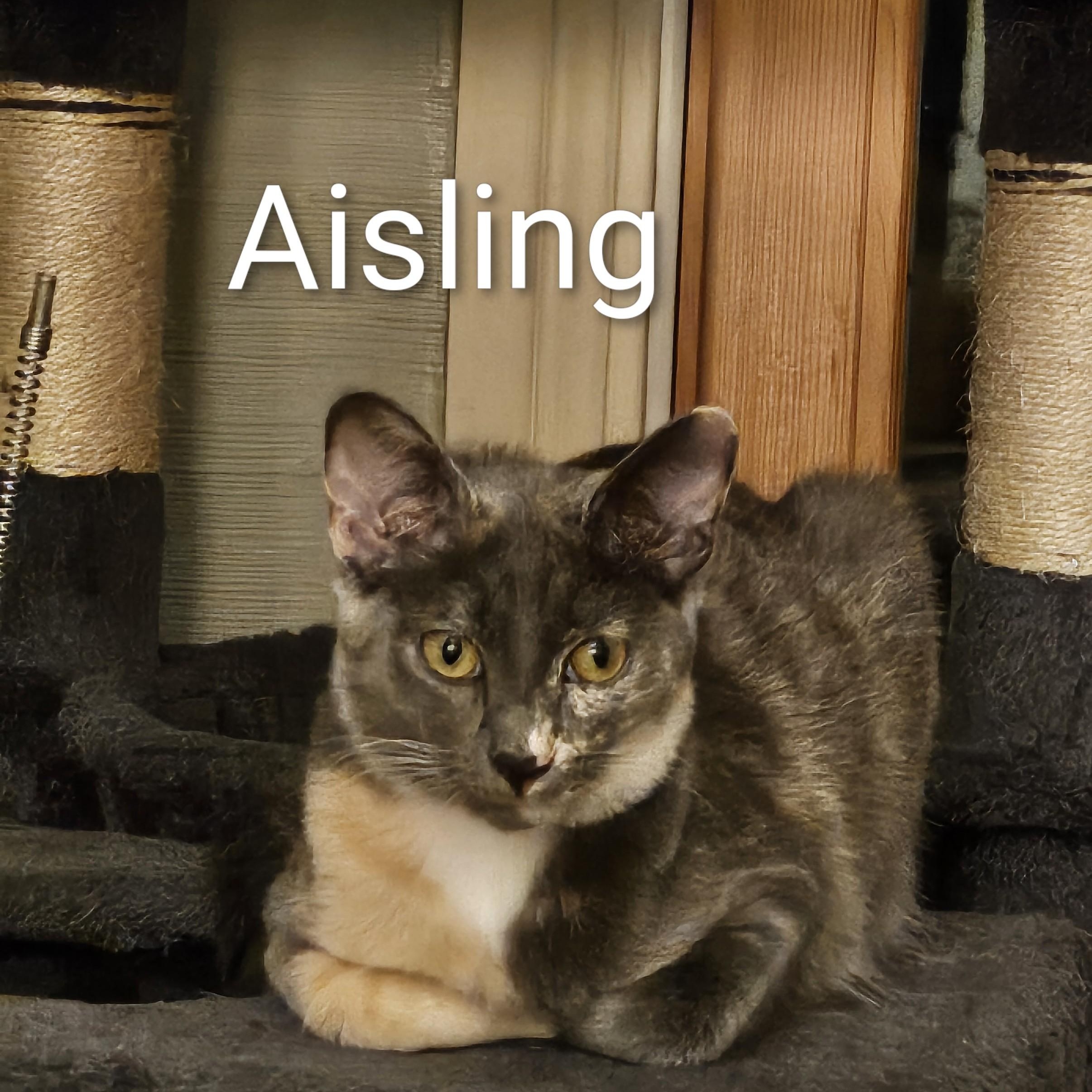 Aisling, Adoptable, Kitten Female Dilute Calico & Domestic Short Hair.