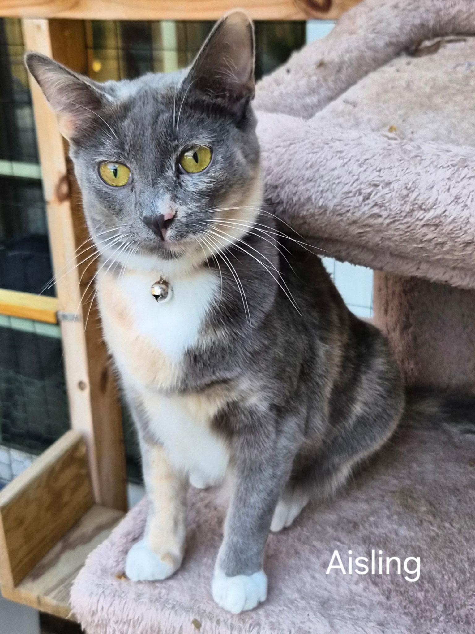 Aisling, Adoptable, Kitten Female Dilute Calico & Domestic Short Hair.
