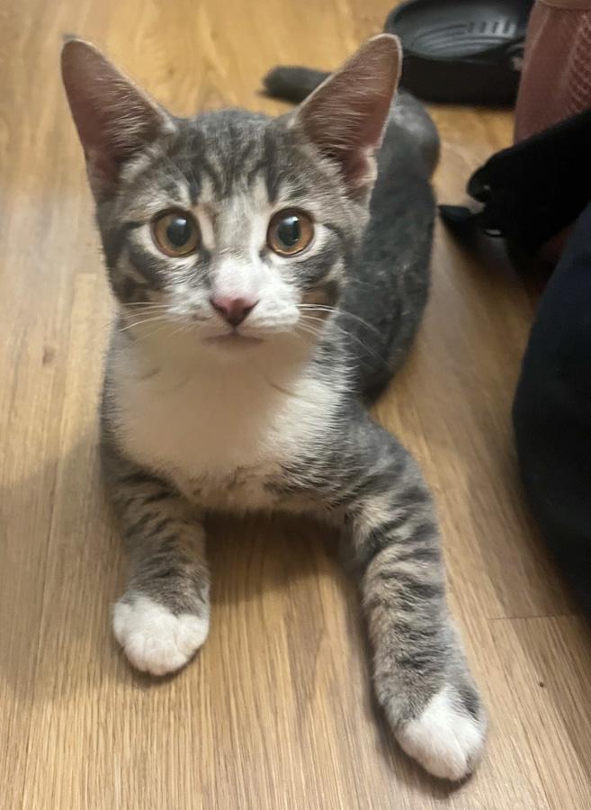 Pepper, ADOPTABLE, Kitten Male Domestic Short Hair.