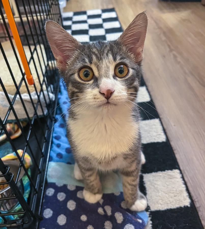 Enlarge Pepper, a ADOPTABLE Domestic Short Hair in Paramus, NJ image 2/2