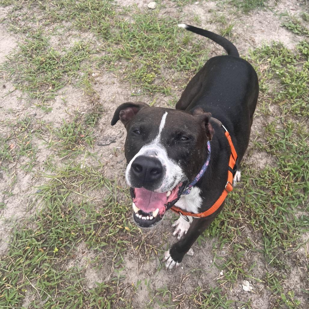 Duke, Adoptable, Adult Male Mixed Breed.