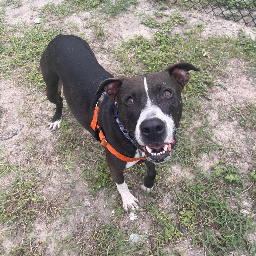 Duke, a Adoptable Mixed Breed in Jacksonville, FL image 2/6