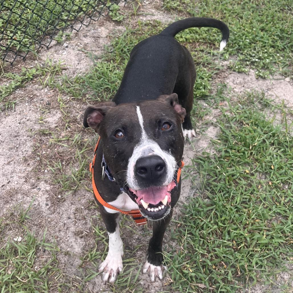 Duke, a Adoptable Mixed Breed in Jacksonville, FL image 3/6