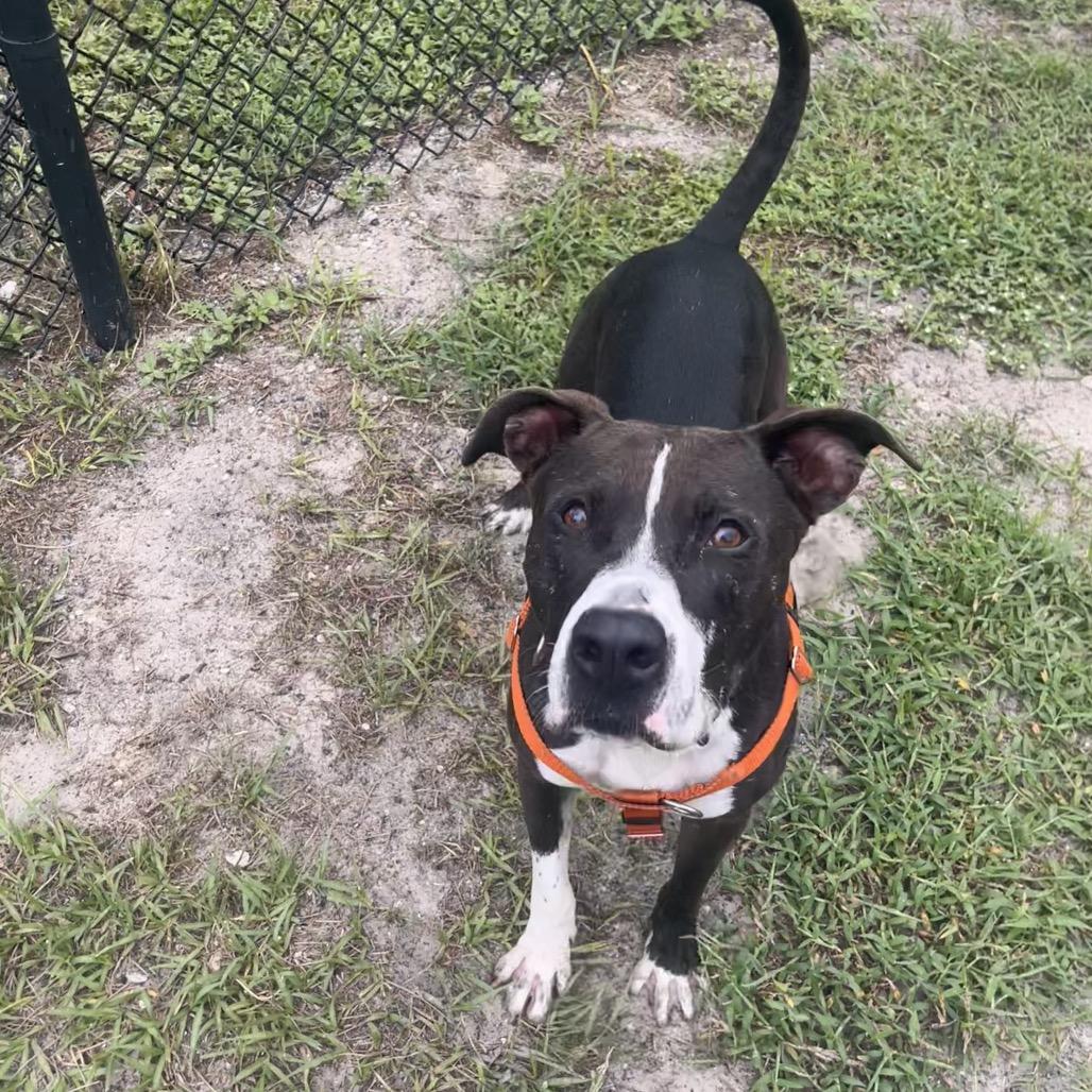 Duke, a Adoptable Mixed Breed in Jacksonville, FL image 4/6