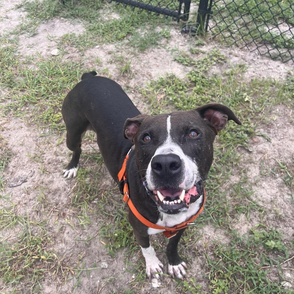 Duke, a Adoptable Mixed Breed in Jacksonville, FL image 5/6