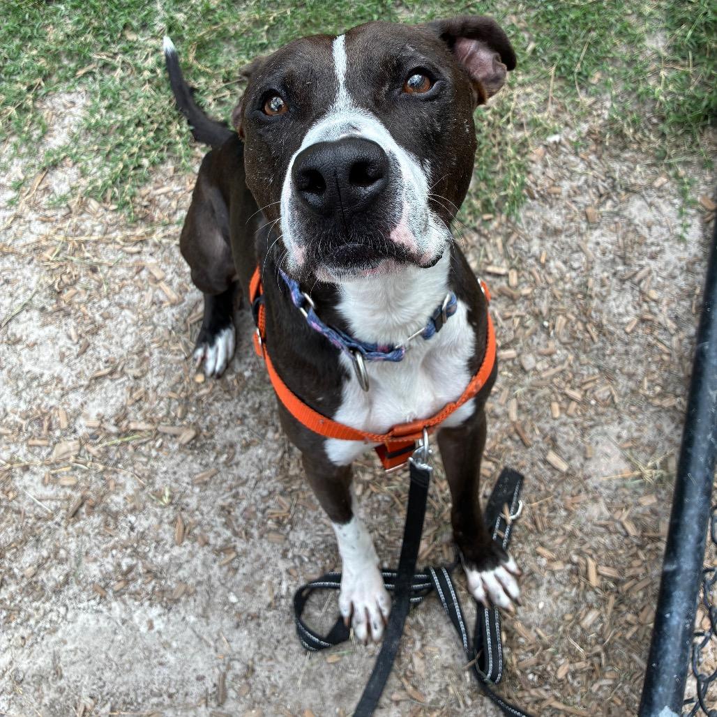 Duke, a Adoptable Mixed Breed in Jacksonville, FL image 6/6