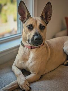 Everly, a Adoptable mixed breed in Manhasset, NY image 3/6