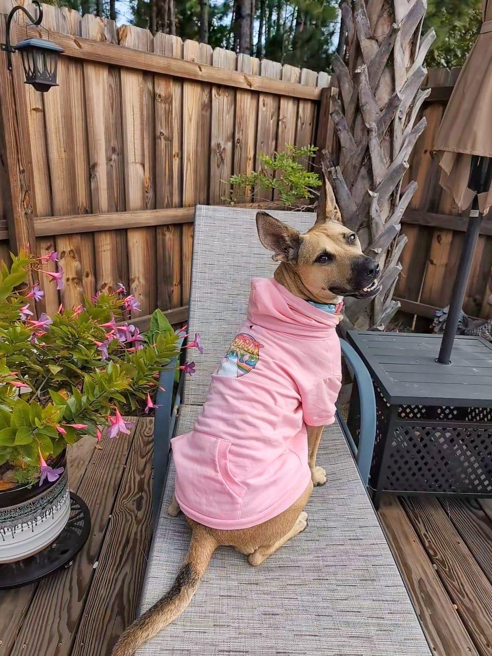 Everly, a Adoptable mixed breed in Manhasset, NY image 4/6