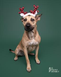 Everly, Adoptable, Young Female Carolina Dog.