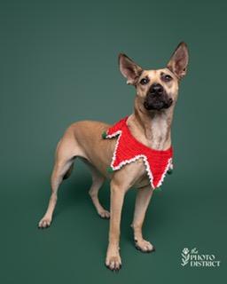 Everly, a Adoptable mixed breed in Manhasset, NY image 2/6