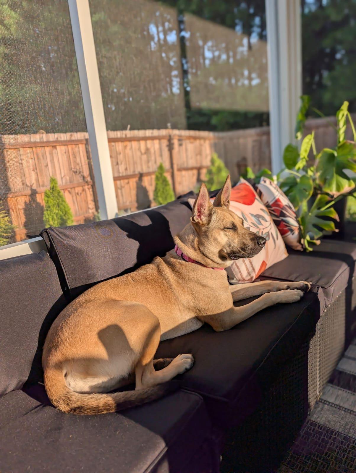 Everly, a Adoptable mixed breed in Manhasset, NY image 6/6