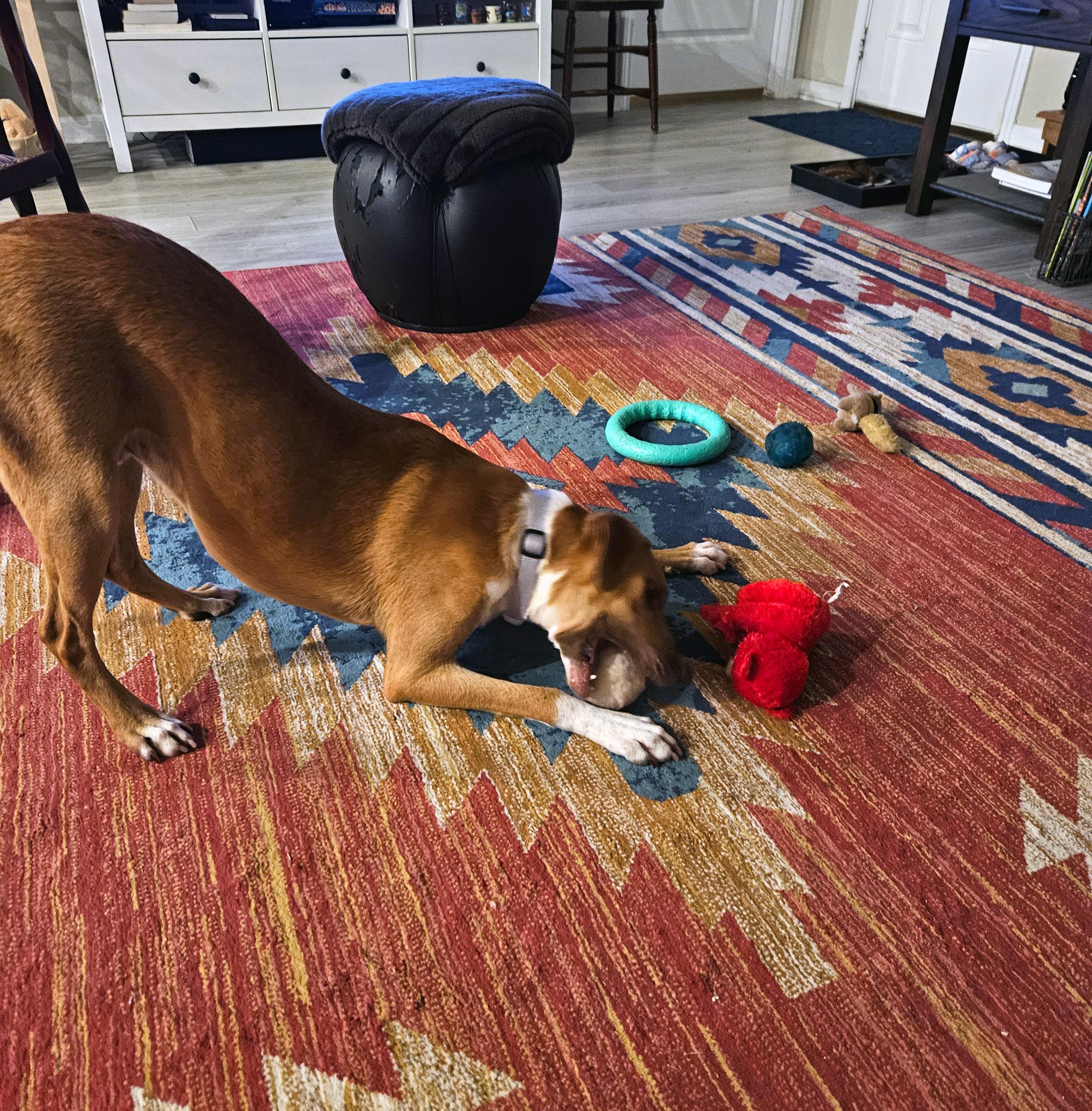 Enlarge Ollie, a Adoptable mixed breed in Quicksburg, VA image 4/6