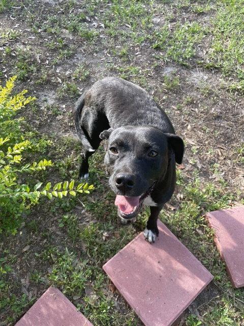 Betty Wiggles, Adoptable, Adult Female Mixed Breed.