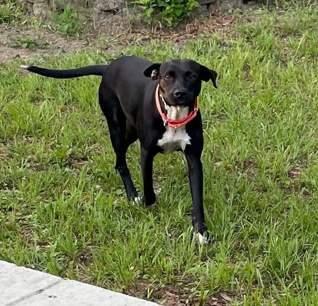 Betty Wiggles, a Adoptable Mixed Breed in Gainesville, FL image 2/2