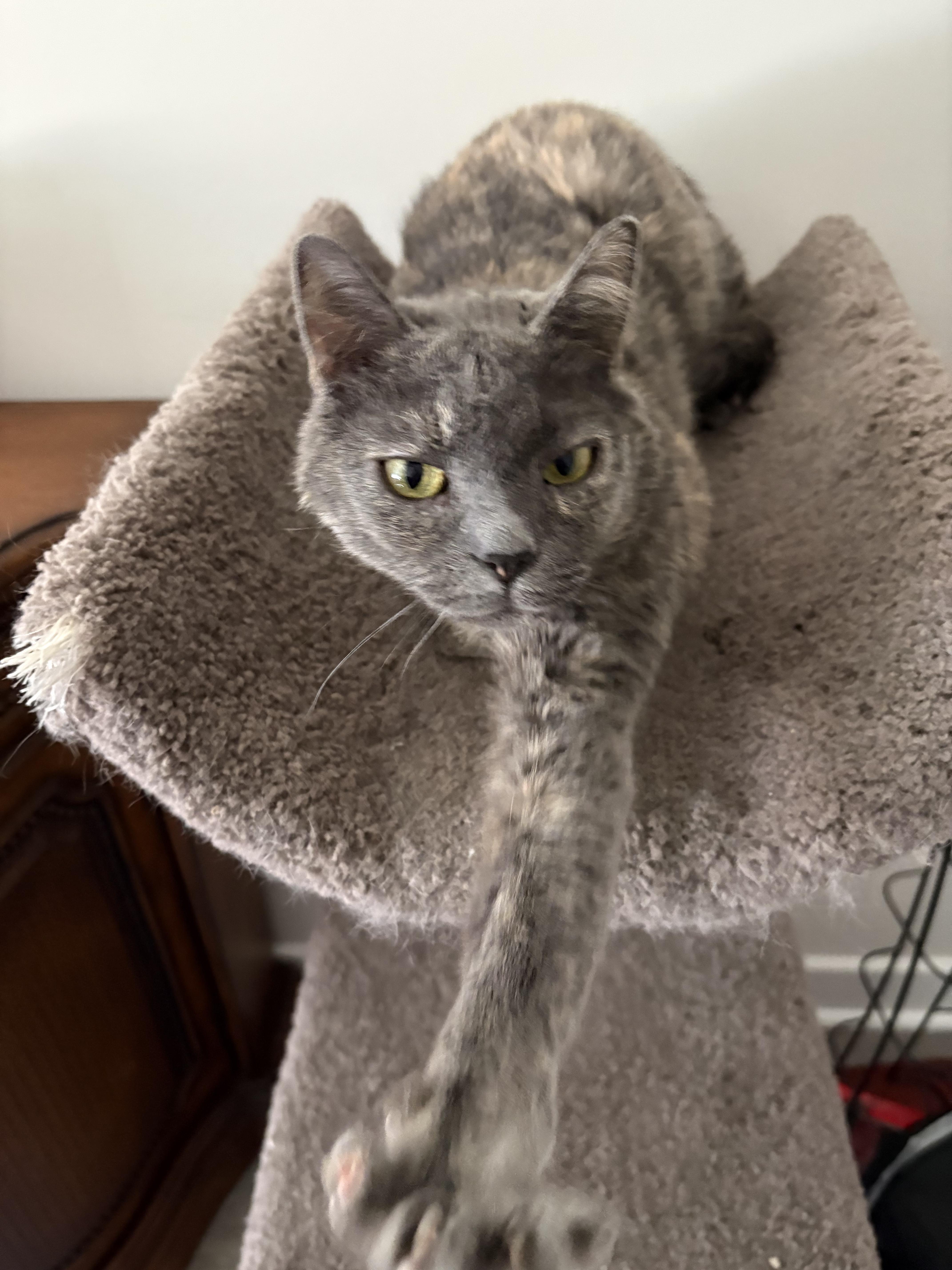 Millie, a Adopted Domestic Short Hair in Inman, SC image 1/2