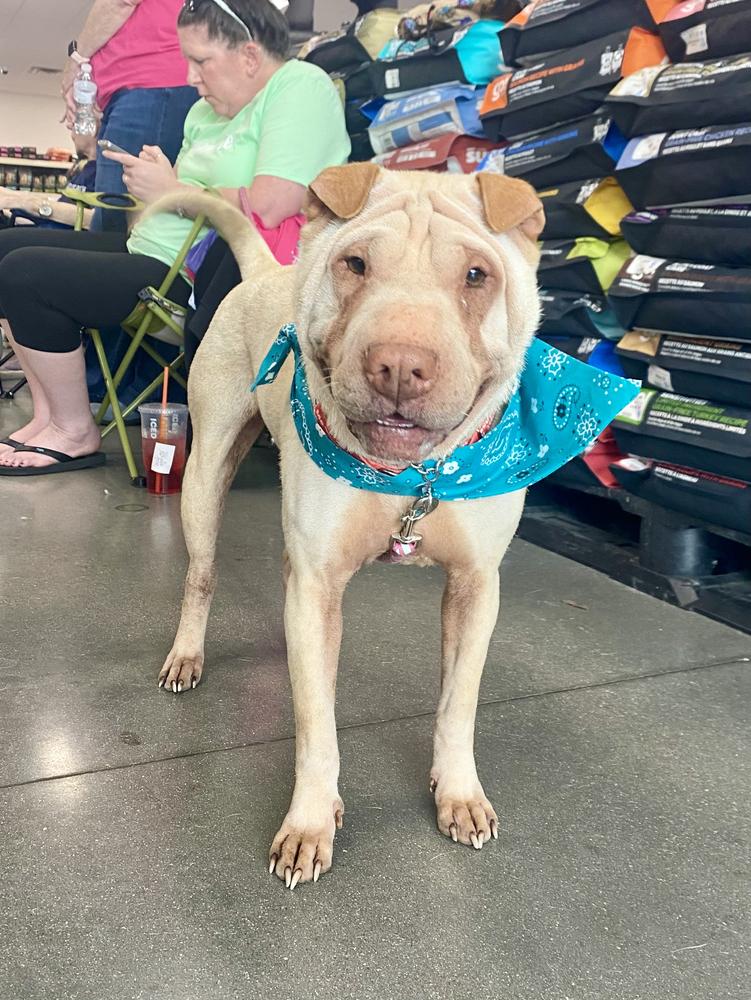 Enlarge Camille, a Adoptable Mixed Breed in Milton, DE image 1/6