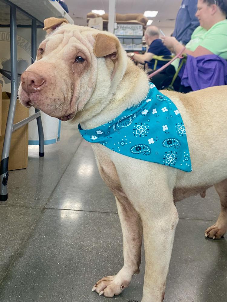 Enlarge Camille, a Adoptable Mixed Breed in Milton, DE image 2/6