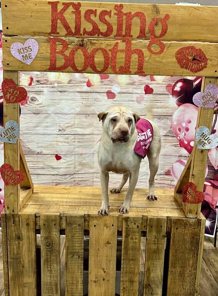 Enlarge Camille, a Adoptable mixed breed in Milton, DE image 2/6