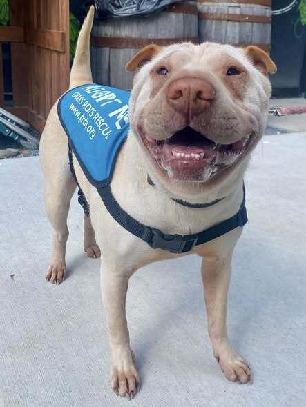 Camille, Adoptable, Adult Female Mixed Breed.