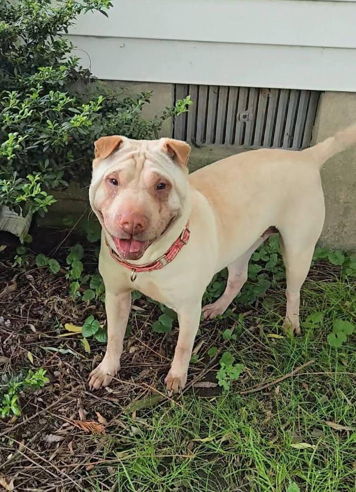 Camille, Adoptable, Adult Female Mixed Breed.