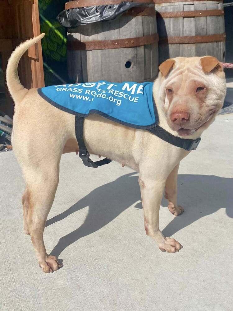 Camille, a Adoptable mixed breed in Milton, DE image 2/3