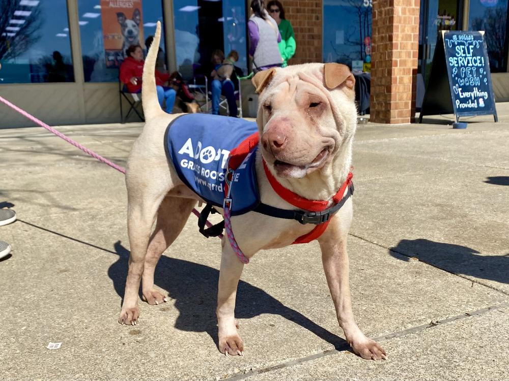 Camille, Adoptable, Adult Female Mixed Breed.