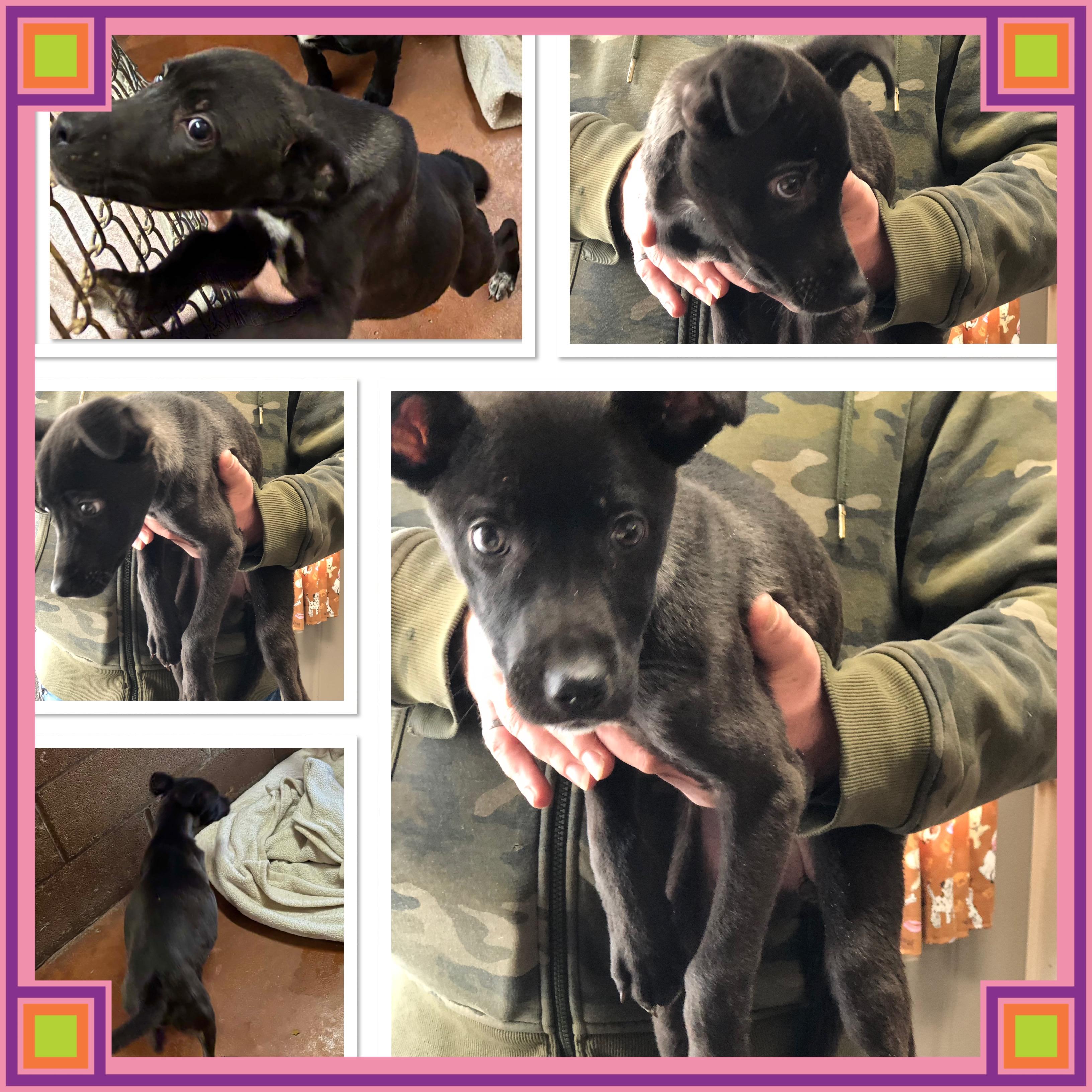 HIGHWAY, ADOPTABLE, Puppy Female Mixed Breed.