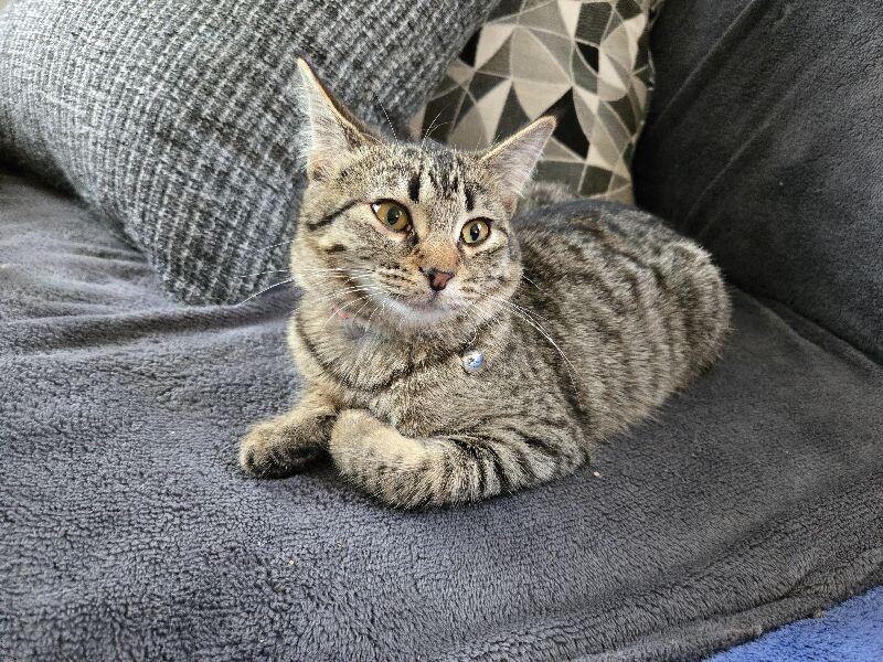 Emerald, Adoptable, Young Female Domestic Short Hair.