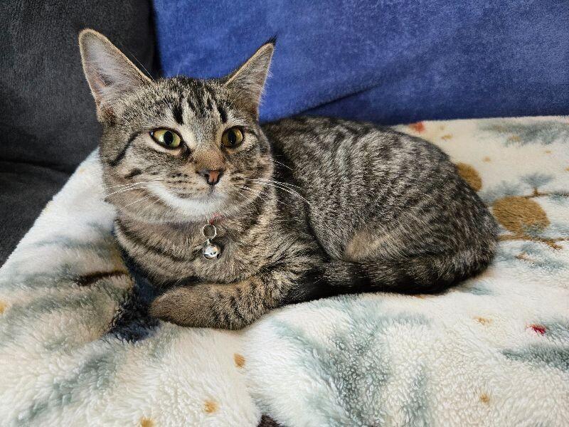 Enlarge Emerald, a Adoptable Domestic Short Hair in Adrian, MI image 3/3