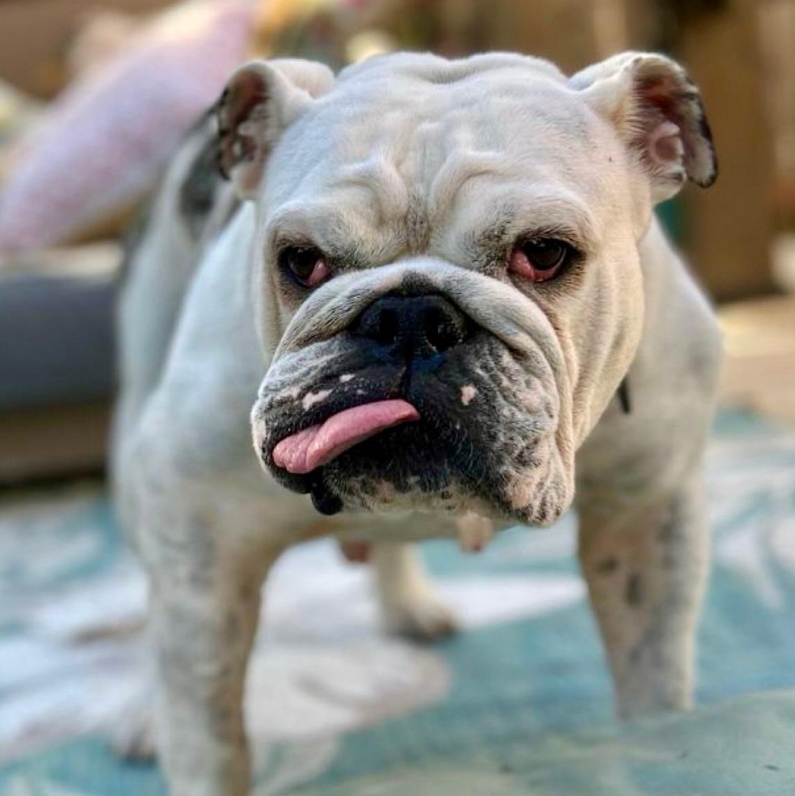 Piper, Adoptable, Adult Female English Bulldog.