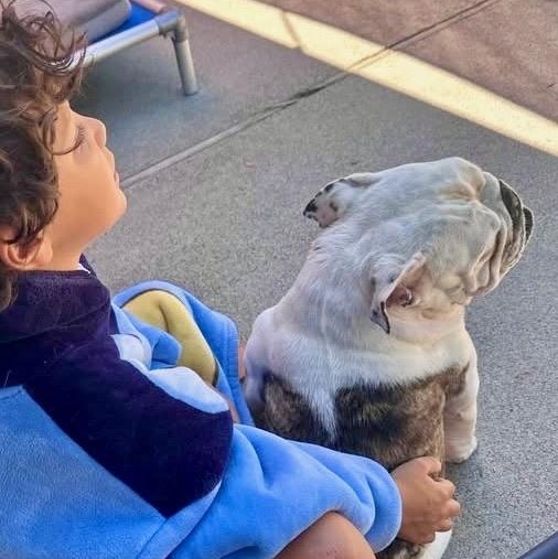 Enlarge Piper, a Adoptable English Bulldog in Citrus Heights, CA image 6/6