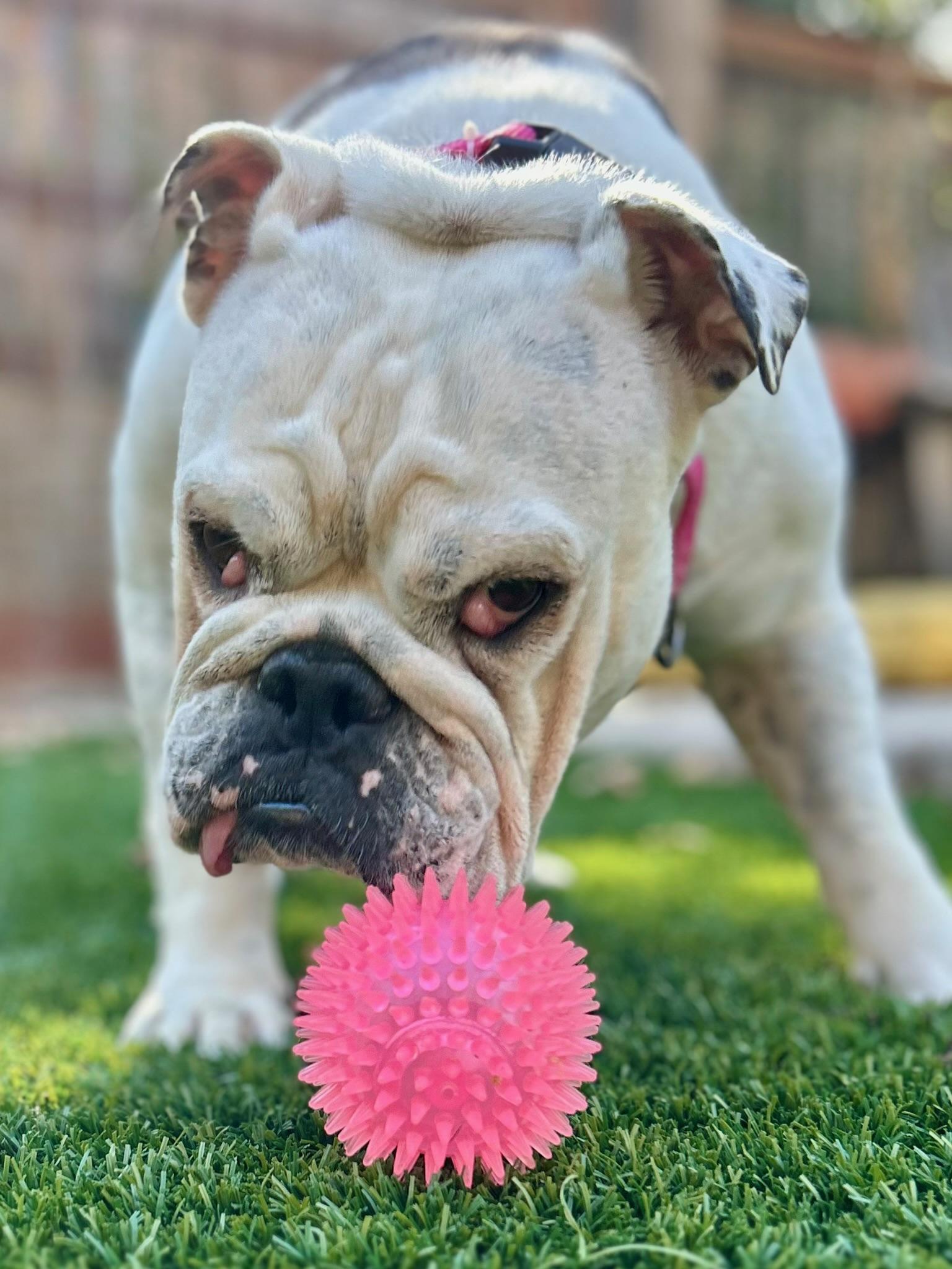 Enlarge Piper, a Adoptable English Bulldog in Citrus Heights, CA image 3/6