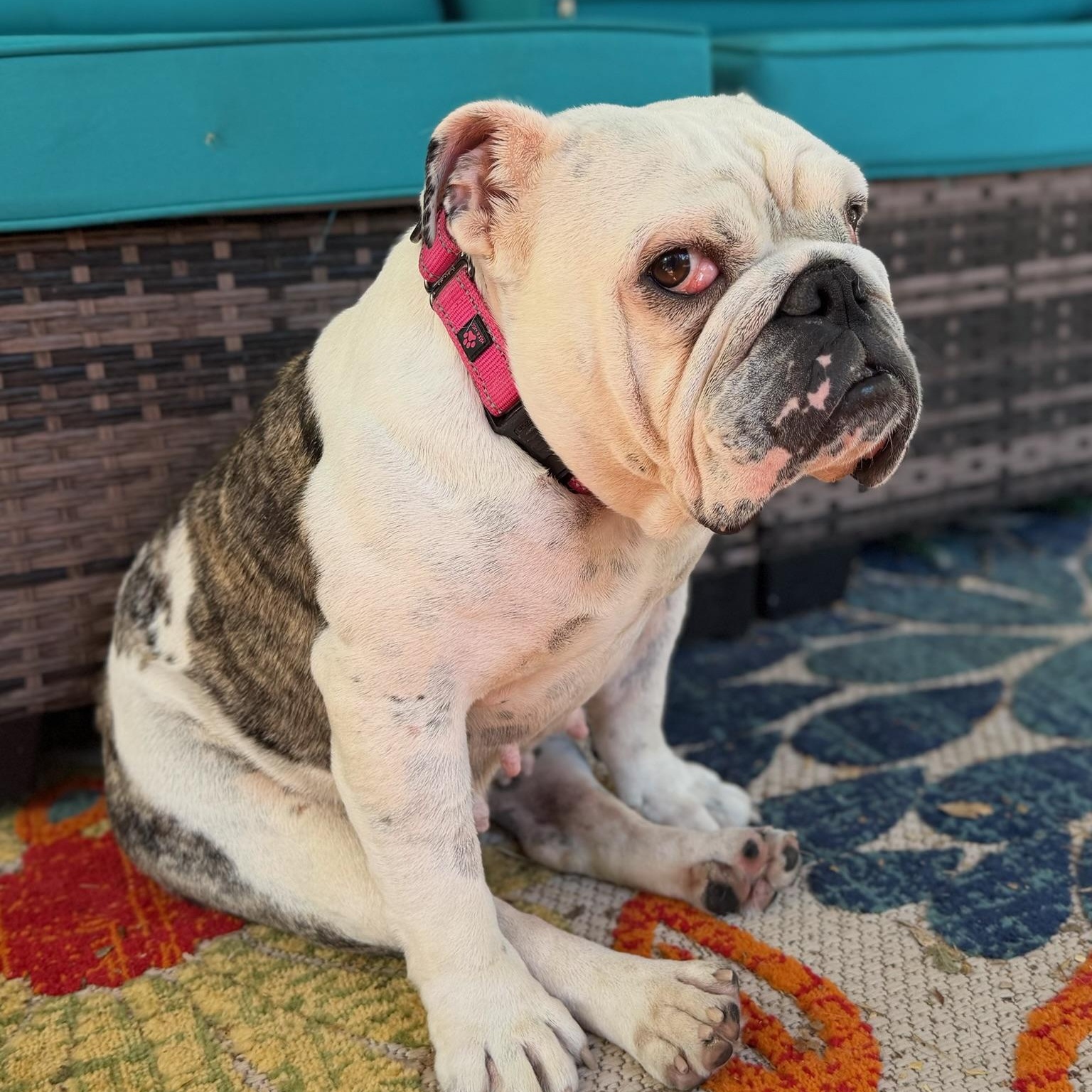 Enlarge Piper, a Adoptable English Bulldog in Citrus Heights, CA image 5/6