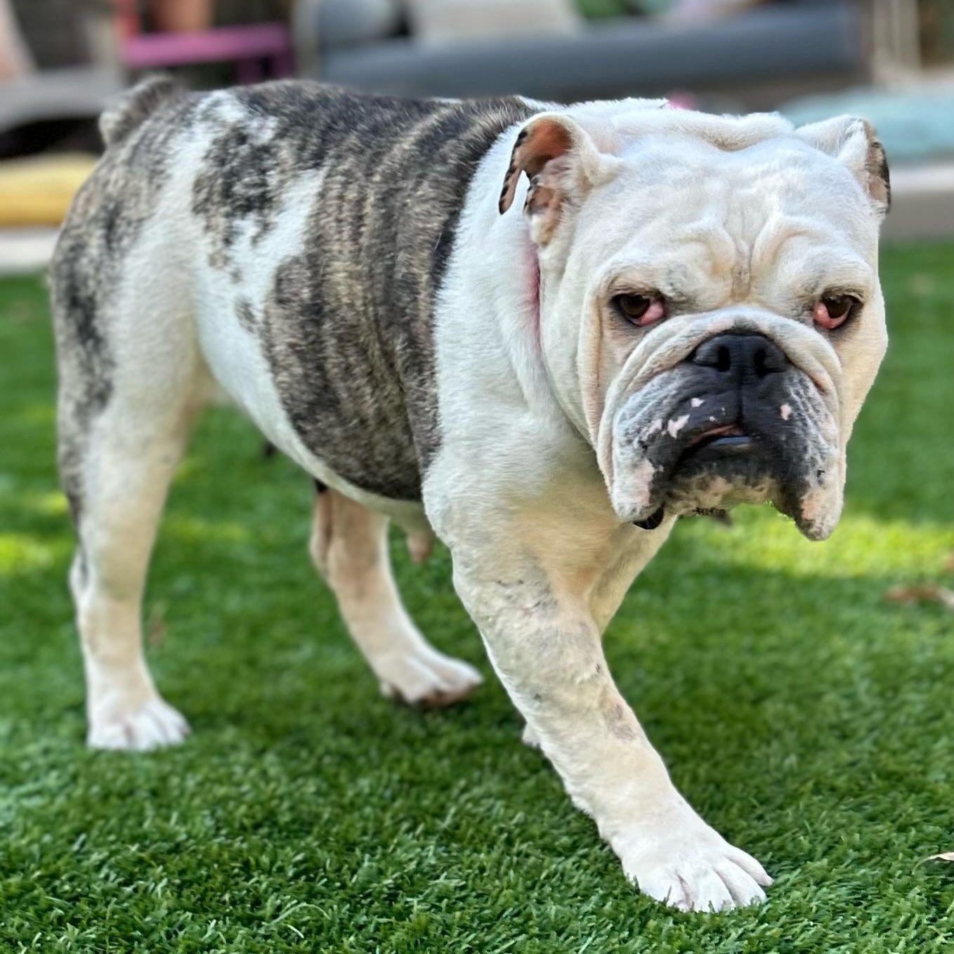 Enlarge Piper, a Adoptable English Bulldog in Citrus Heights, CA image 2/6