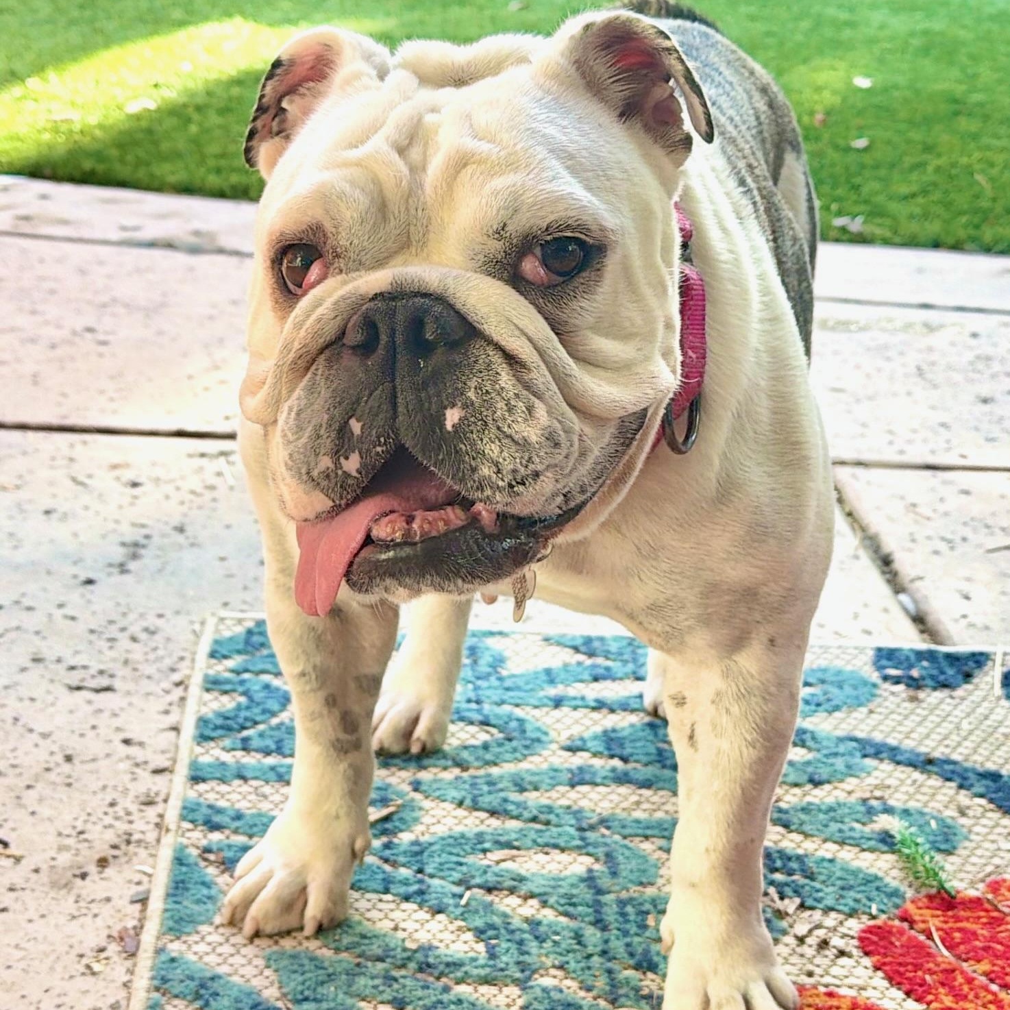Piper, Adoptable, Adult Female English Bulldog.