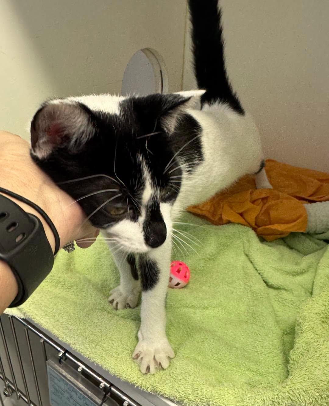 Enlarge Twilight, a Adopted Domestic Short Hair in Bloomfield, NJ image 2/4