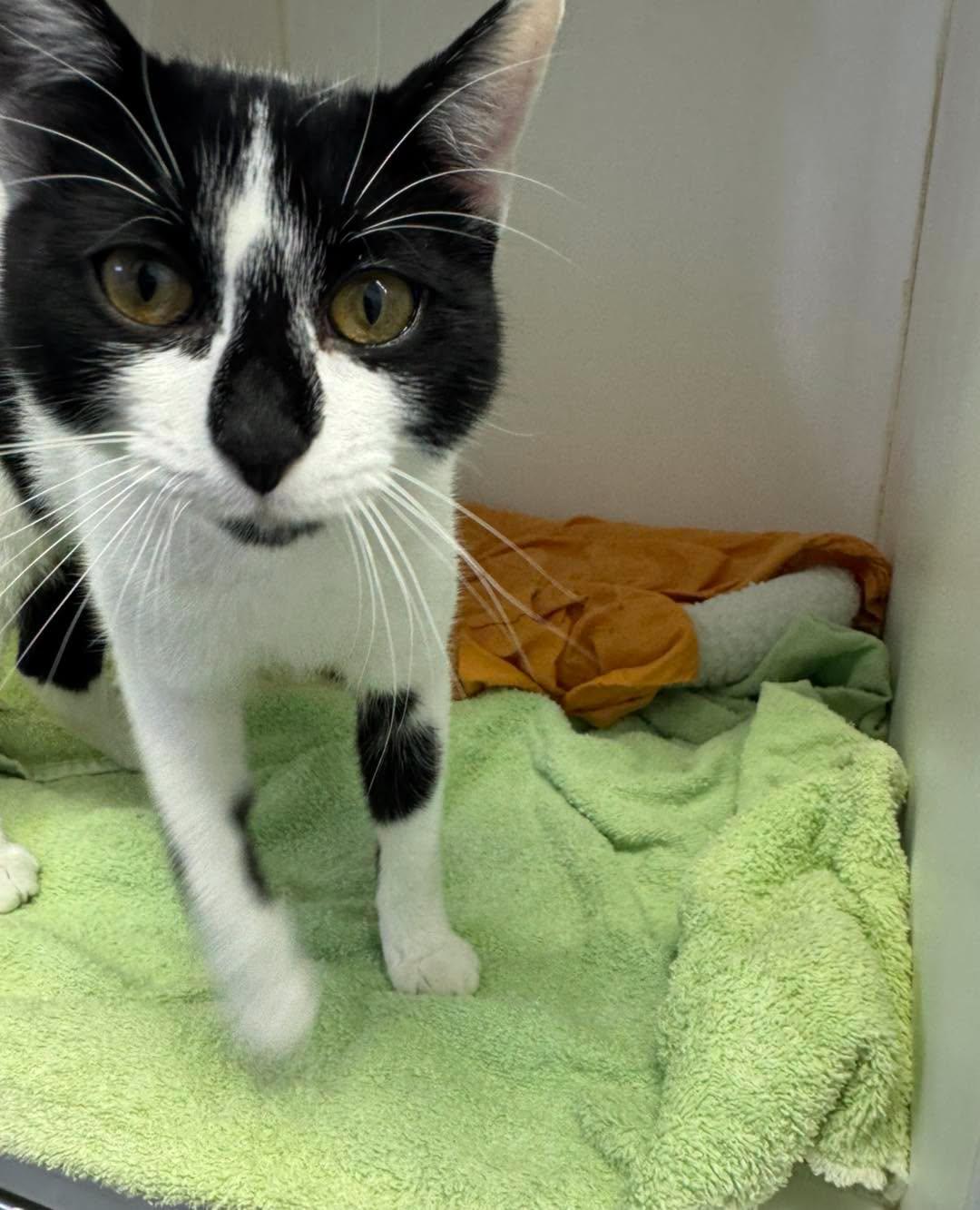 Twilight, Adopted, Adult Female Domestic Short Hair.