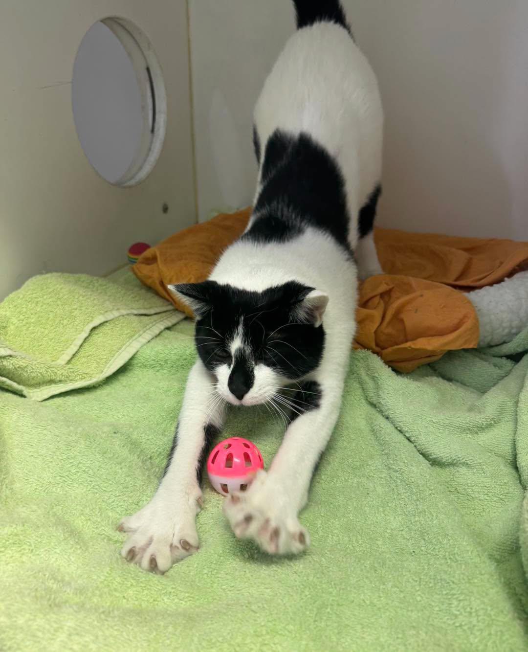 Enlarge Twilight, a Adopted Domestic Short Hair in Bloomfield, NJ image 4/4