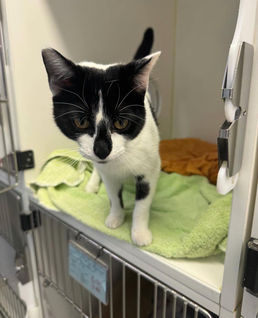 Enlarge Twilight, a Adopted Domestic Short Hair in Bloomfield, NJ image 3/4