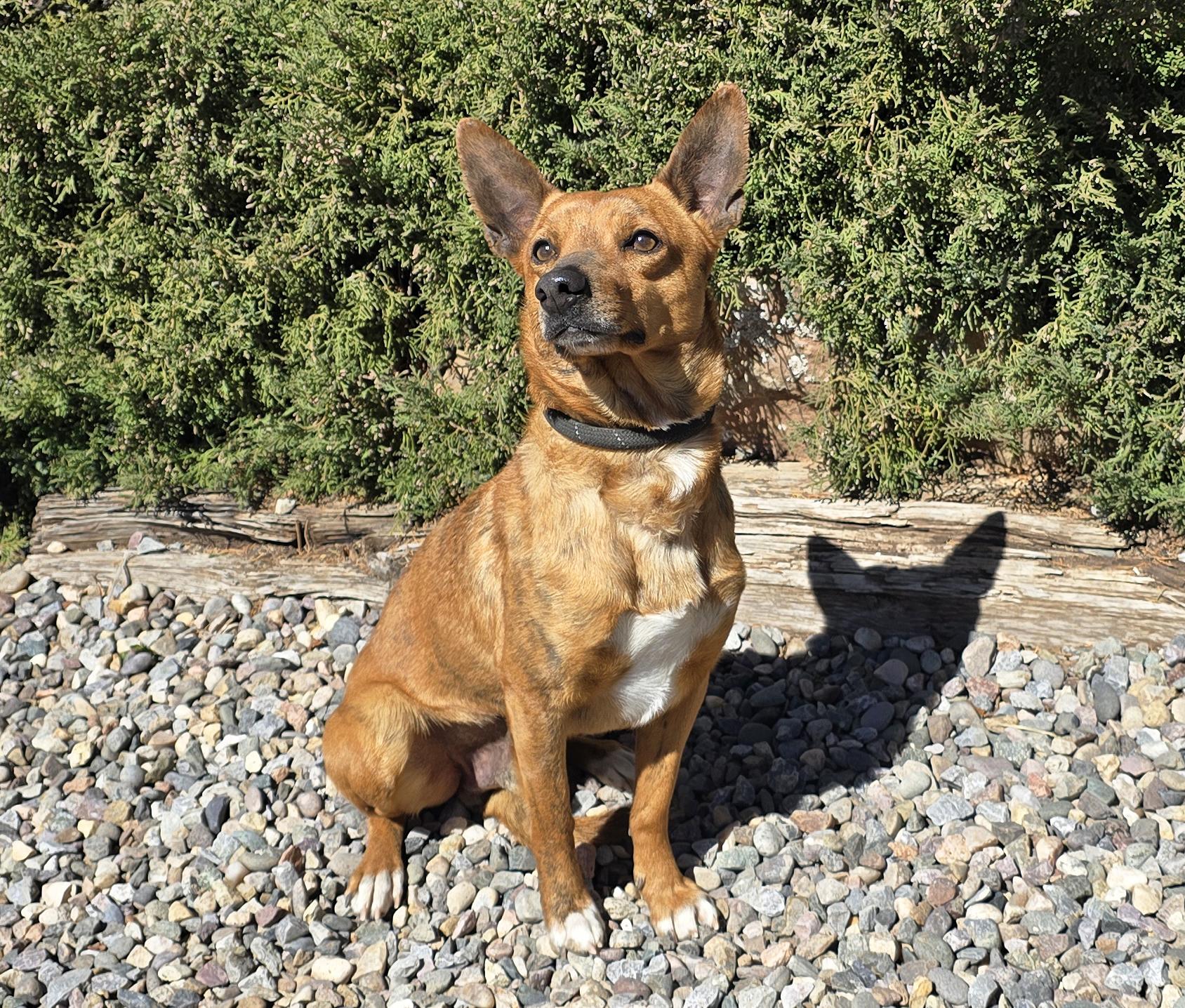 Enlarge Majestic Mr Masato ~ Dorgi Lap Lover !, a Adoptable mixed breed in Albuquerque, NM image 1/1