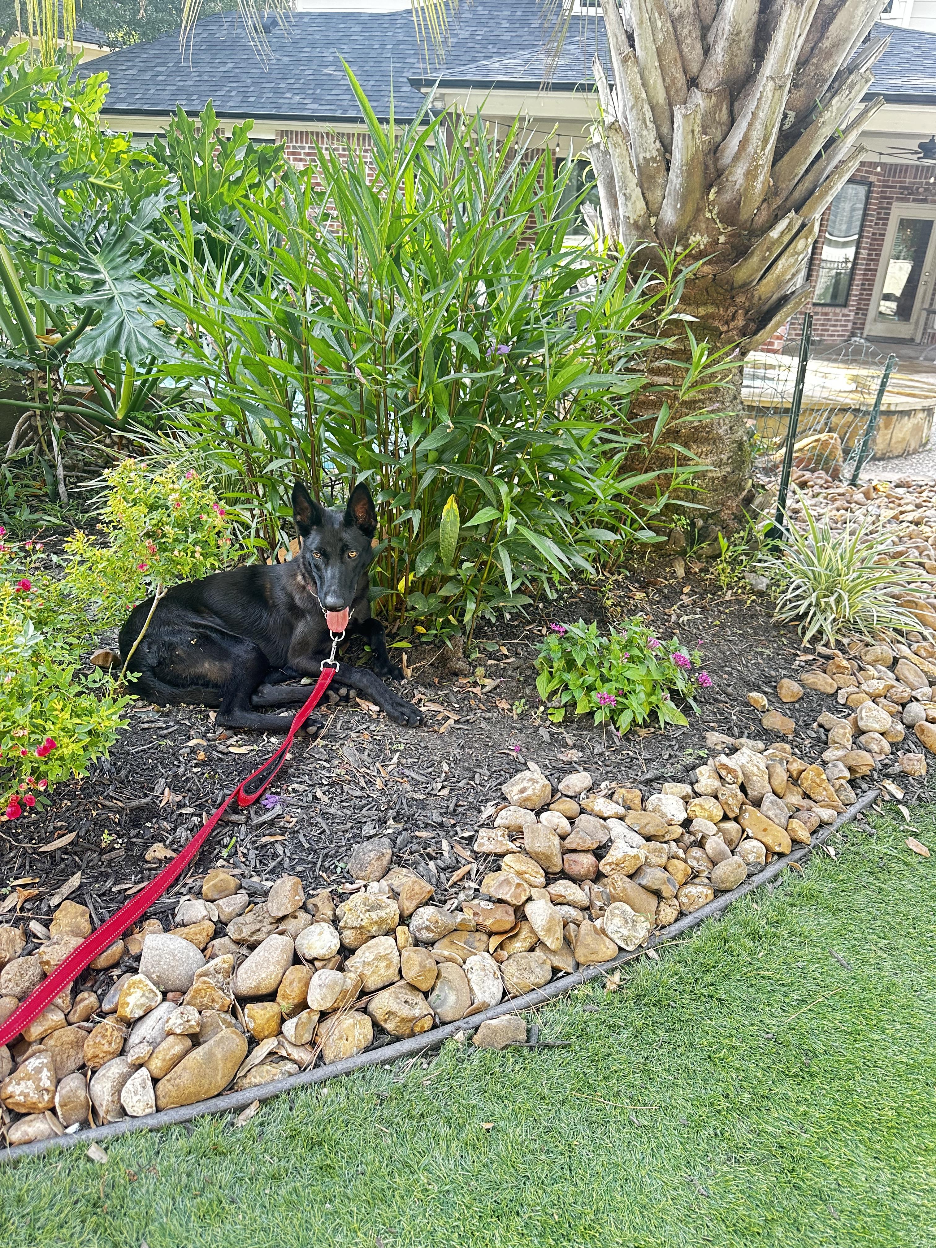 Freya, Adoptable, Young Female Belgian Shepherd / Malinois.