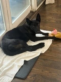 Freya, a Adoptable Belgian Shepherd / Malinois in Houston , TX image 2/4