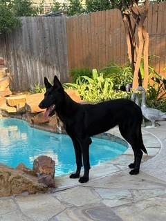 Freya, a Adoptable Belgian Shepherd / Malinois in Houston , TX image 3/4
